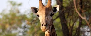 Preview wallpaper giraffe, animal, africa, wildlife