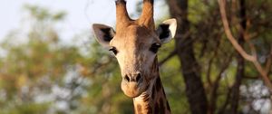 Preview wallpaper giraffe, animal, africa, wildlife