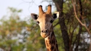 Preview wallpaper giraffe, animal, africa, wildlife