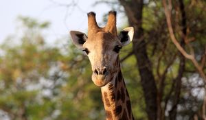 Preview wallpaper giraffe, animal, africa, wildlife