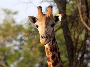 Preview wallpaper giraffe, animal, africa, wildlife