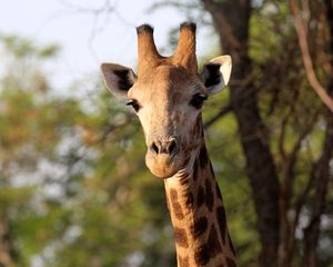 Preview wallpaper giraffe, animal, africa, wildlife