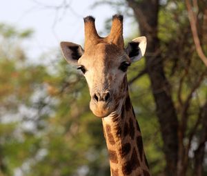 Preview wallpaper giraffe, animal, africa, wildlife