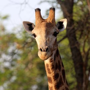 Preview wallpaper giraffe, animal, africa, wildlife