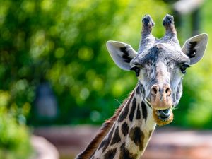 Preview wallpaper giraffe, animal, funny, cool