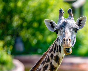 Preview wallpaper giraffe, animal, funny, cool