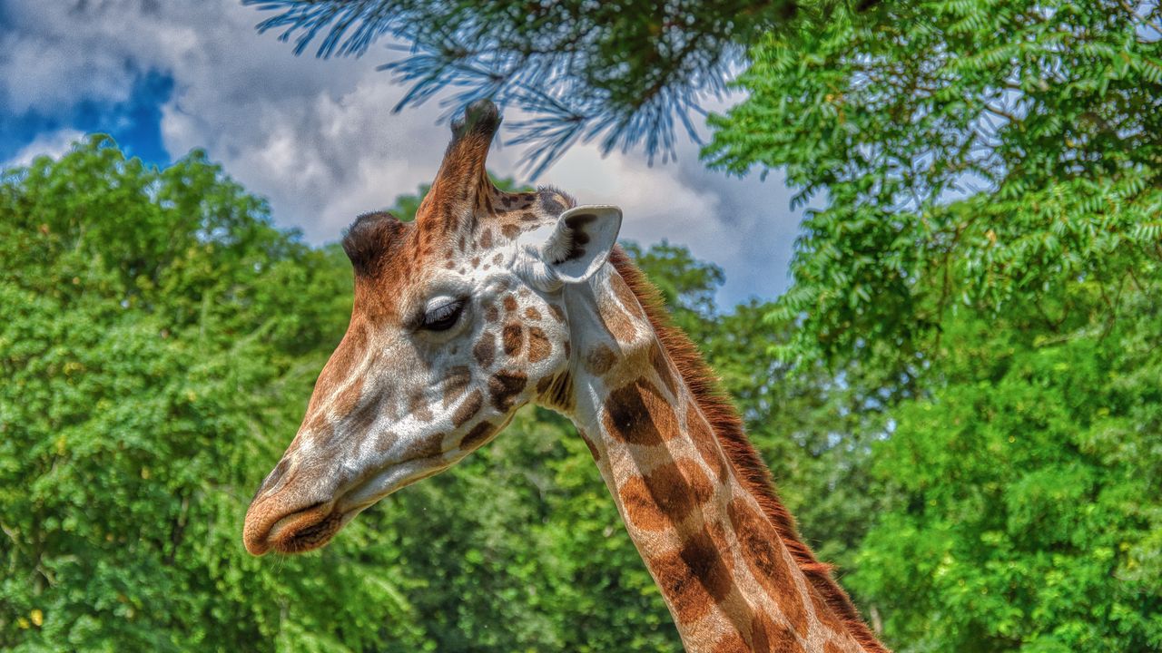 Wallpaper giraffe, animal, profile, wildlife