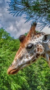 Preview wallpaper giraffe, animal, profile, wildlife