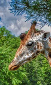 Preview wallpaper giraffe, animal, profile, wildlife