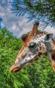 Preview wallpaper giraffe, animal, profile, wildlife