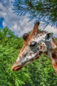 Preview wallpaper giraffe, animal, profile, wildlife