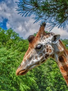 Preview wallpaper giraffe, animal, profile, wildlife