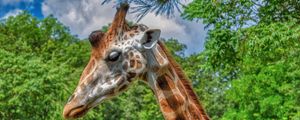 Preview wallpaper giraffe, animal, profile, wildlife