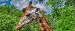 Preview wallpaper giraffe, animal, profile, wildlife