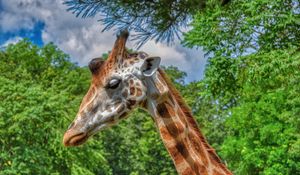 Preview wallpaper giraffe, animal, profile, wildlife