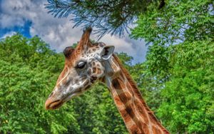 Preview wallpaper giraffe, animal, profile, wildlife