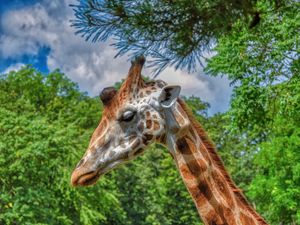 Preview wallpaper giraffe, animal, profile, wildlife