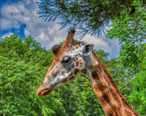 Preview wallpaper giraffe, animal, profile, wildlife