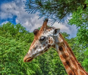 Preview wallpaper giraffe, animal, profile, wildlife