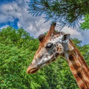 Preview wallpaper giraffe, animal, profile, wildlife