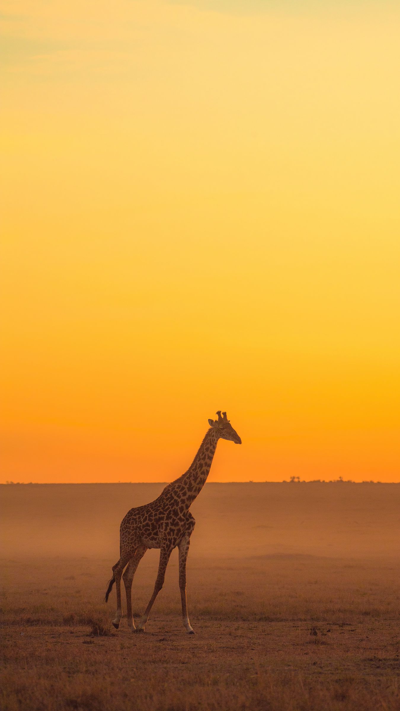 Giraffe sunset: Hãy thưởng thức cảnh hoàng hôn trong mơ với hình ảnh một chú hươu cao cổ đang đứng giữa cảnh quan đẹp như tranh vẽ. Với chiều nắng buông xuống, cùng cảnh sắc tuyệt đẹp của núi vàng tím, bạn sẽ cảm thấy cực kì thư giãn. Hãy xem hình ảnh một khoảnh khắc đẹp nhất của cuộc sống này.
