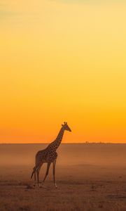 Preview wallpaper giraffe, animal, safari, horizon