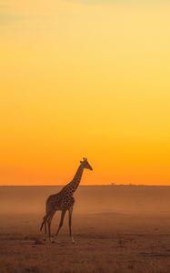 Preview wallpaper giraffe, animal, safari, horizon