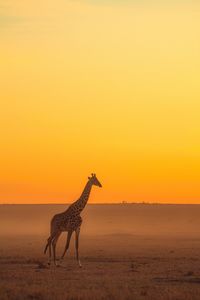 Preview wallpaper giraffe, animal, safari, horizon