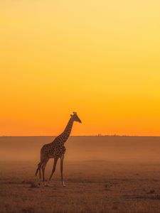 Preview wallpaper giraffe, animal, safari, horizon