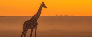 Preview wallpaper giraffe, animal, safari, horizon