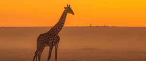 Preview wallpaper giraffe, animal, safari, horizon