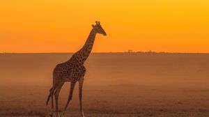 Preview wallpaper giraffe, animal, safari, horizon