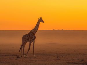 Preview wallpaper giraffe, animal, safari, horizon