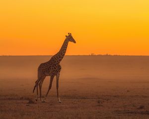 Preview wallpaper giraffe, animal, safari, horizon