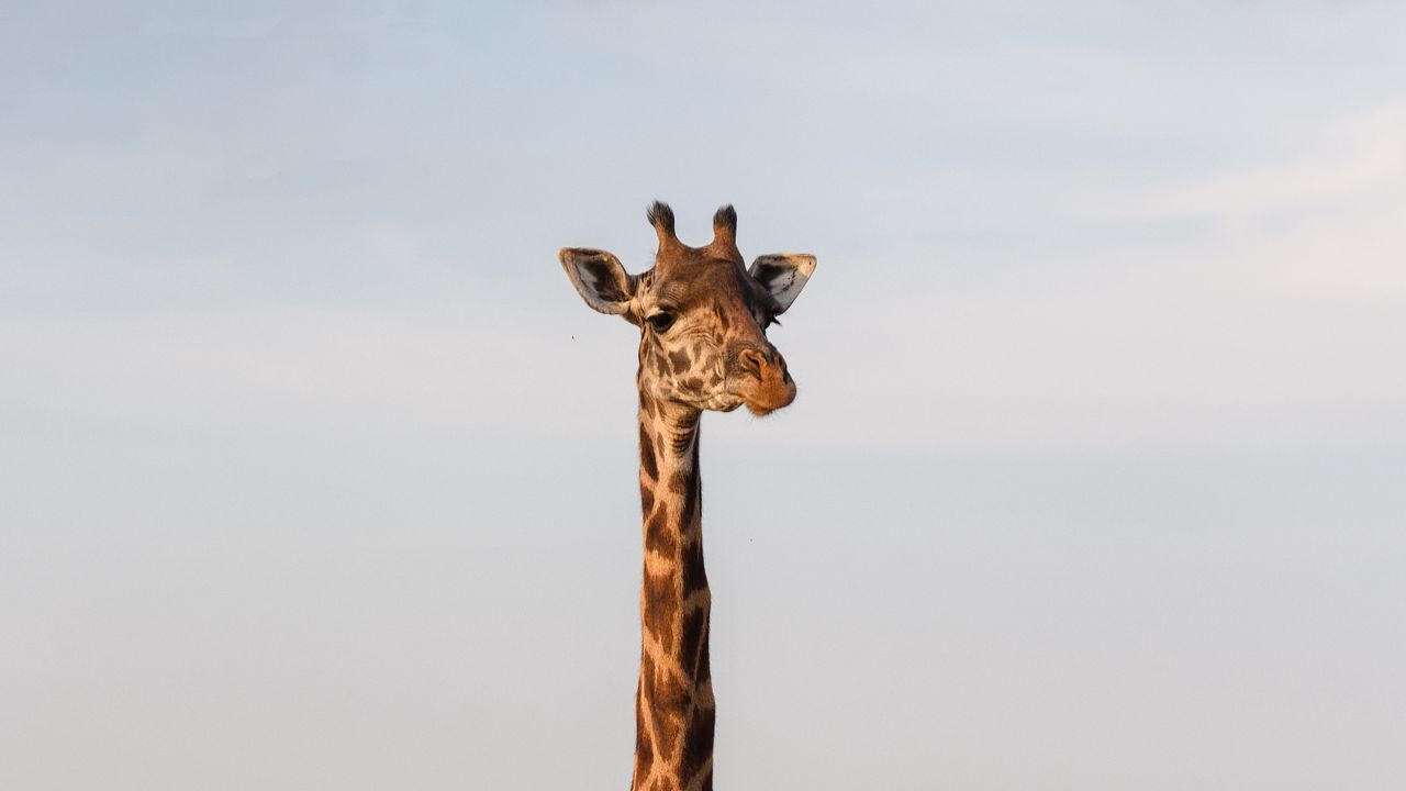 Wallpaper giraffe, animal, savanna, wildlife