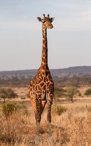 Preview wallpaper giraffe, animal, savanna, wildlife