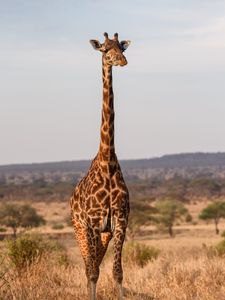 Preview wallpaper giraffe, animal, savanna, wildlife