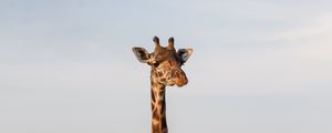 Preview wallpaper giraffe, animal, savanna, wildlife