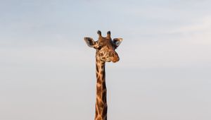 Preview wallpaper giraffe, animal, savanna, wildlife