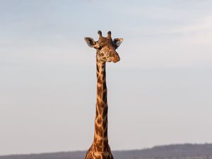 Preview wallpaper giraffe, animal, savanna, wildlife