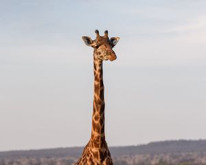 Preview wallpaper giraffe, animal, savanna, wildlife