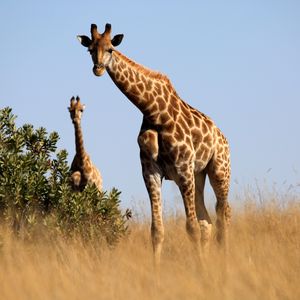 Preview wallpaper giraffe, animal, savannah, grass