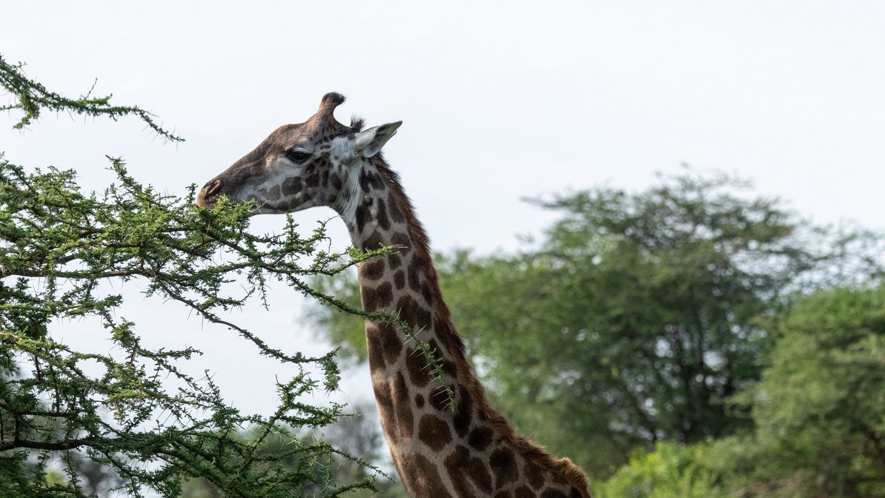 Wallpaper giraffe, animal, savannah, trees