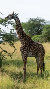 Preview wallpaper giraffe, animal, savannah, trees