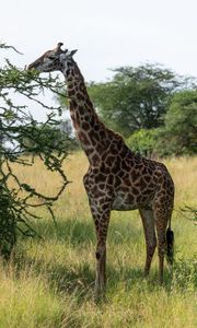 Preview wallpaper giraffe, animal, savannah, trees