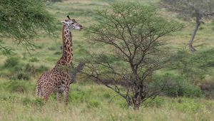 Preview wallpaper giraffe, animal, savannah, bushes