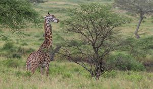 Preview wallpaper giraffe, animal, savannah, bushes