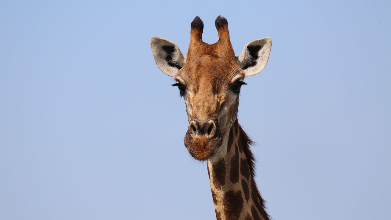 Wallpaper giraffe, animal, sky