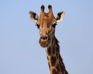 Preview wallpaper giraffe, animal, sky