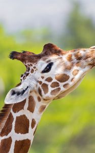 Preview wallpaper giraffe, animal, spots, wildlife